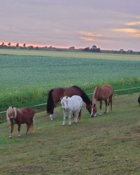 DSC_0007 DSC_0007